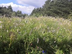 -白草畔自然风景区