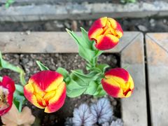 -点都德(聚福楼店)