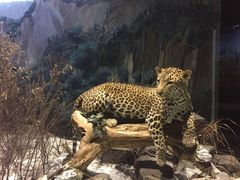 -陕西自然博物馆