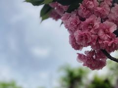 -嘉定紫藤园