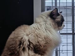 -有猫主题·治愈系猫咖(曾厝垵店)