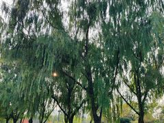 -九里河湿地公园