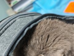 -纳吉亚猫专科动物诊疗中心(蒋宅口分院)