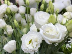 -亭亭鲜花店(中山北路店)