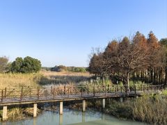 -贡湖湾湿地公园