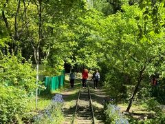 -上海共青森林公园