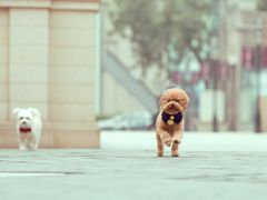 -超宠爱宠物摄影-Super pet