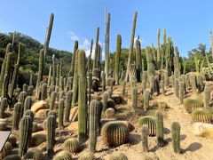 -深圳仙湖植物园