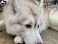 -TrueLove @ Neverland (Husky Cafe)