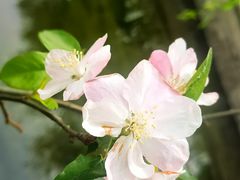 -海棠花溪(元大都城垣遗址公园)