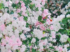 -深圳国际园林花卉博览园