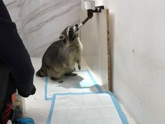 -浣熊柯尔鸭土拨鼠·电玩咖