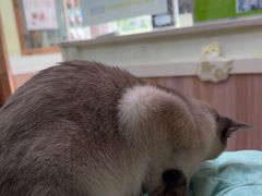 -瑞鹏宠物医院·猫科·宠保定点(梅溪湖分院)