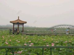 -白洋淀景区