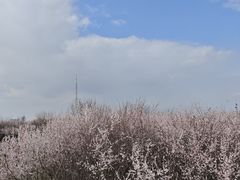 -明秦王墓遗址