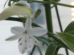 -新湖明珠城