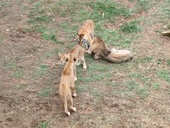 -泉州海丝野生动物世界