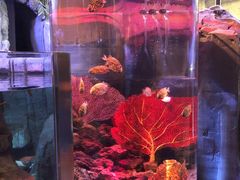 -迪拜水族馆及水下动物园
