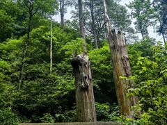 -天目山大树王景区