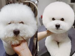 -Oh My Dog宠物沙龙(伊珊娜皮毛护理店)