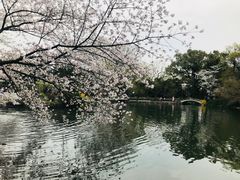 -西湖外事游船(花港观鱼码头)