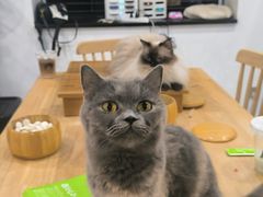 -楼上猫咖(罗湖店)