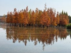 -白鹭湾湿地公园