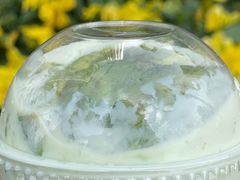 -茉酸奶(春熙路店)