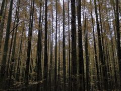 -山王坪喀斯特国家生态公园