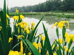 -桤木河湿地公园