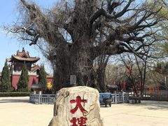 -大槐树寻根祭祖园