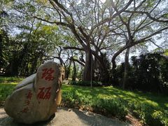 -瑞丽独树成林风景区