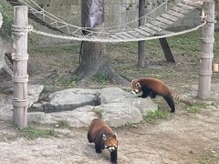 -上海野生动物园