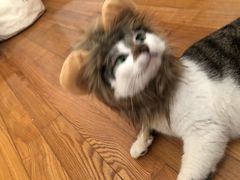 -艾贝尔宠物诊疗
