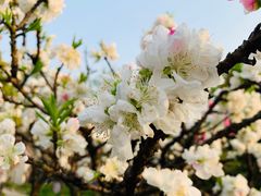 -南汇桃花村