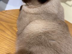 -藏猫猫咖啡主题馆(中央大道店)