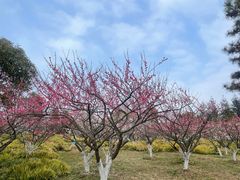 -上海海湾国家森林公园