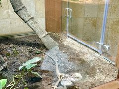 -帕帕拉兹宠物(亚洲旗舰店)