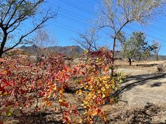 -白水寺森林公园