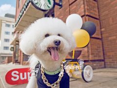 -超宠爱宠物摄影-Super pet
