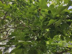 -雨花胜境