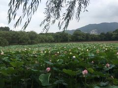 -天下玉苑