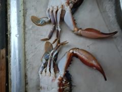 -澳门豆捞(裕华东路店)
