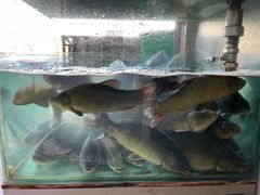 -煲来饱去冷水鱼