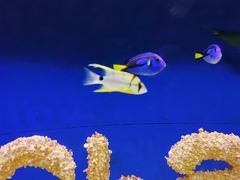 -海合安成都极地海洋公园