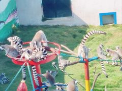 -西霞口神雕山野生动物世界