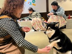 -逗柴咖啡屋·狗咖猫咖宠物桌游