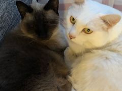 -有猫儿腻咖啡厅.猫咖