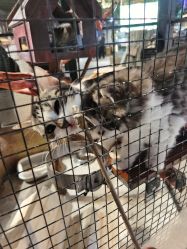 -酷嗒动物文化乐园(cutezoo西溪乐天城店)