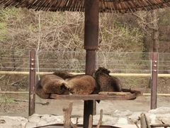 -沈阳森林动物园